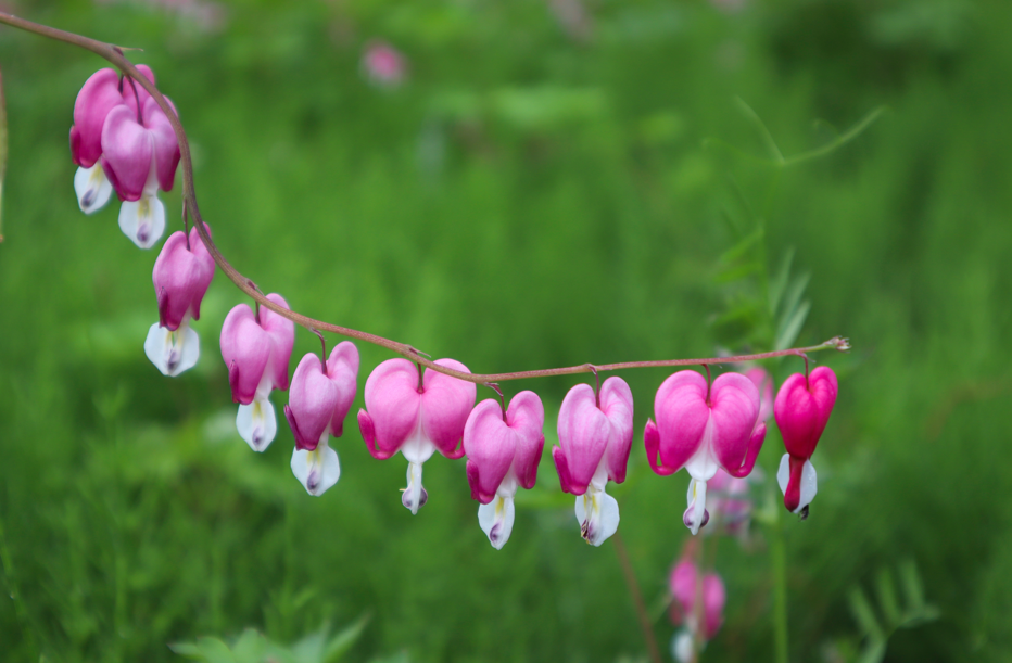 flower.png